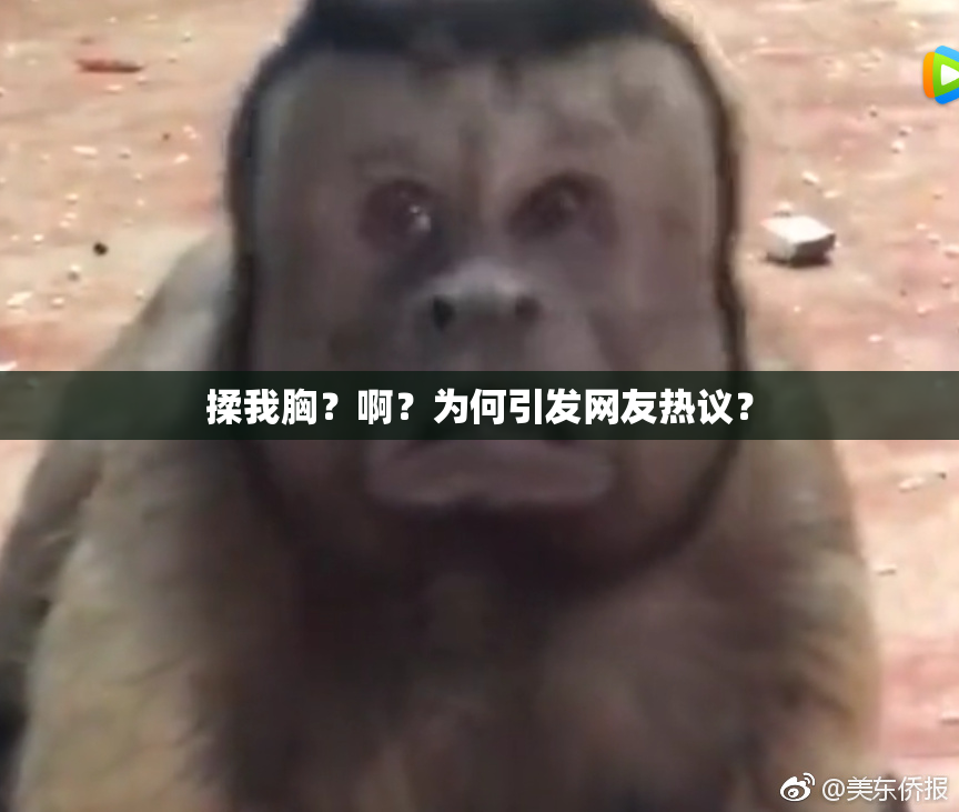 揉我胸？啊？为何引发网友热议？