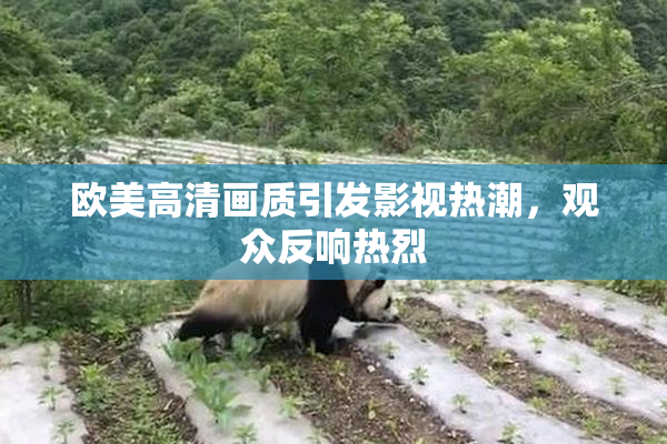 欧美高清画质引发影视热潮，观众反响热烈