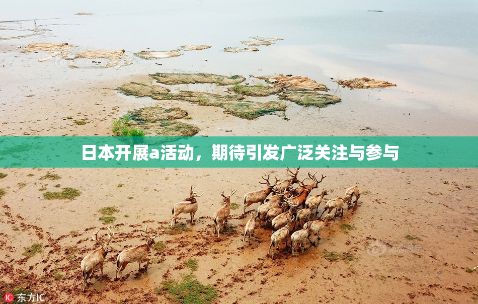 日本开展a活动，期待引发广泛关注与参与