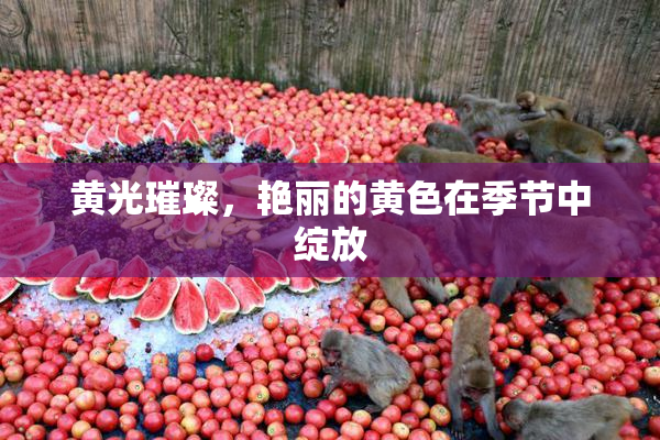 黄光璀璨，艳丽的黄色在季节中绽放