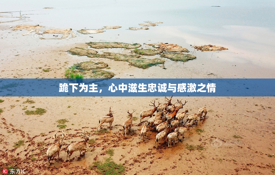 跪下为主，心中滋生忠诚与感激之情