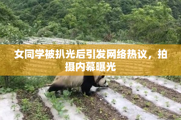 女同学被扒光后引发网络热议，拍摄内幕曝光