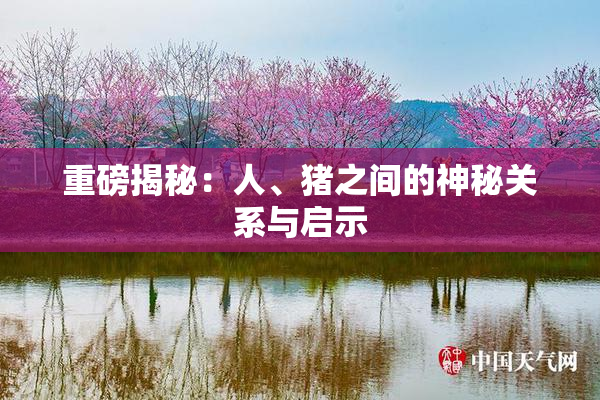 重磅揭秘：人、猪之间的神秘关系与启示