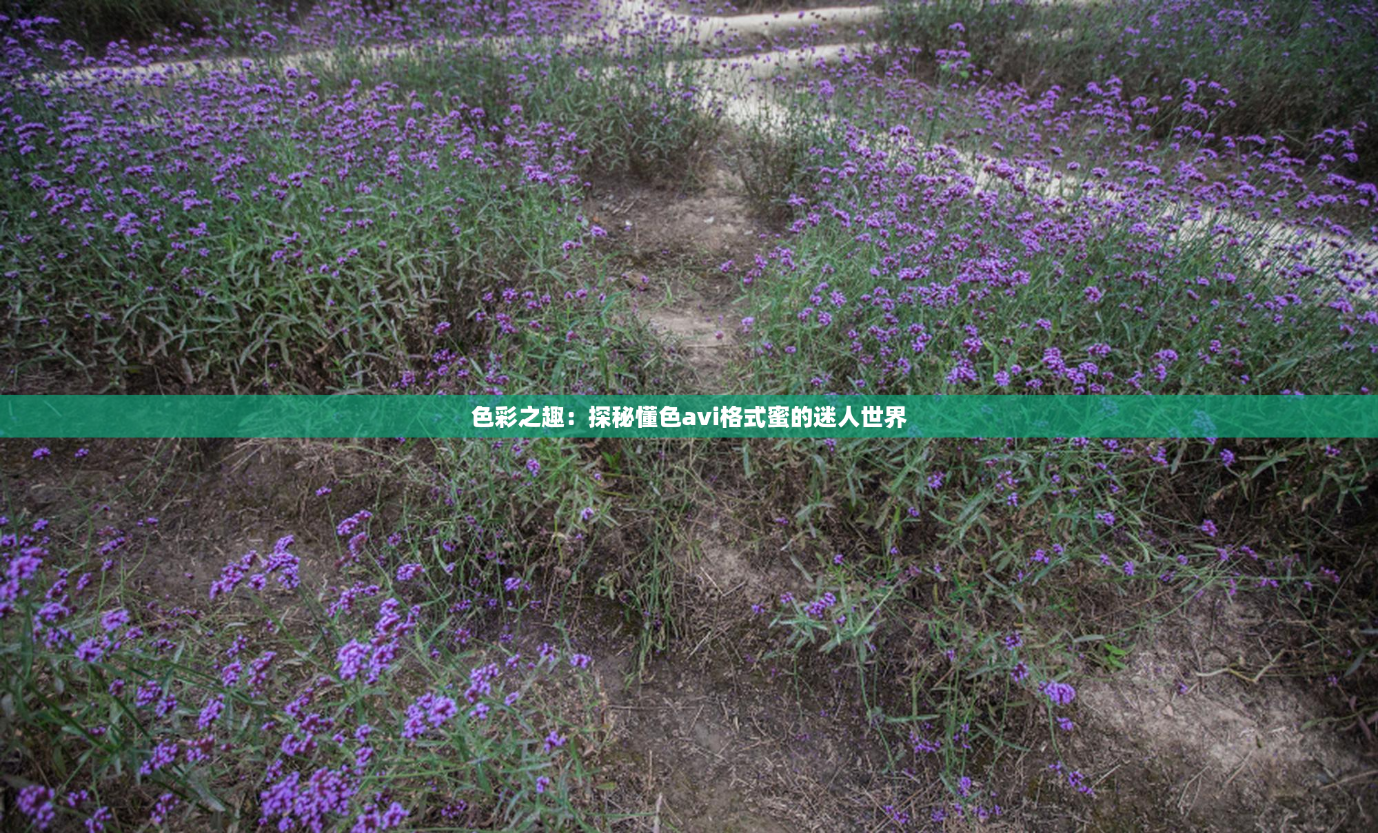 色彩之趣：探秘懂色avi格式蜜的迷人世界