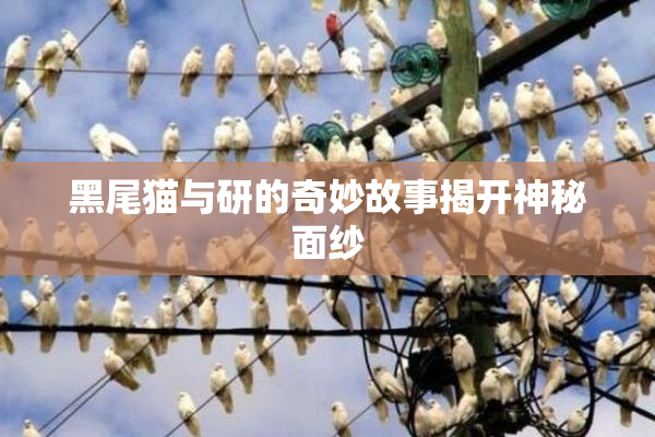 黑尾猫与研的奇妙故事揭开神秘面纱