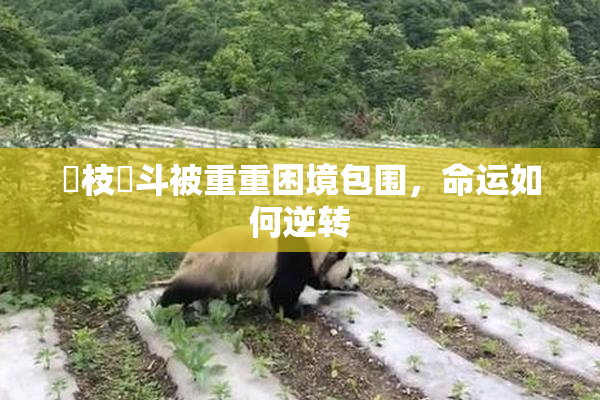 狛枝凪斗被重重困境包围，命运如何逆转