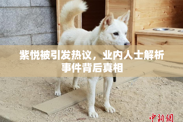紫悦被引发热议，业内人士解析事件背后真相