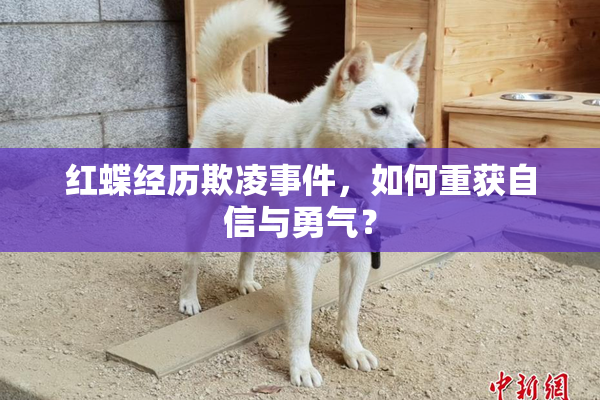 红蝶经历欺凌事件，如何重获自信与勇气？