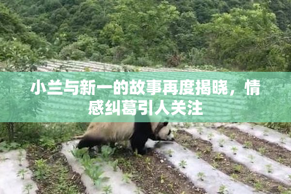 小兰与新一的故事再度揭晓，情感纠葛引人关注